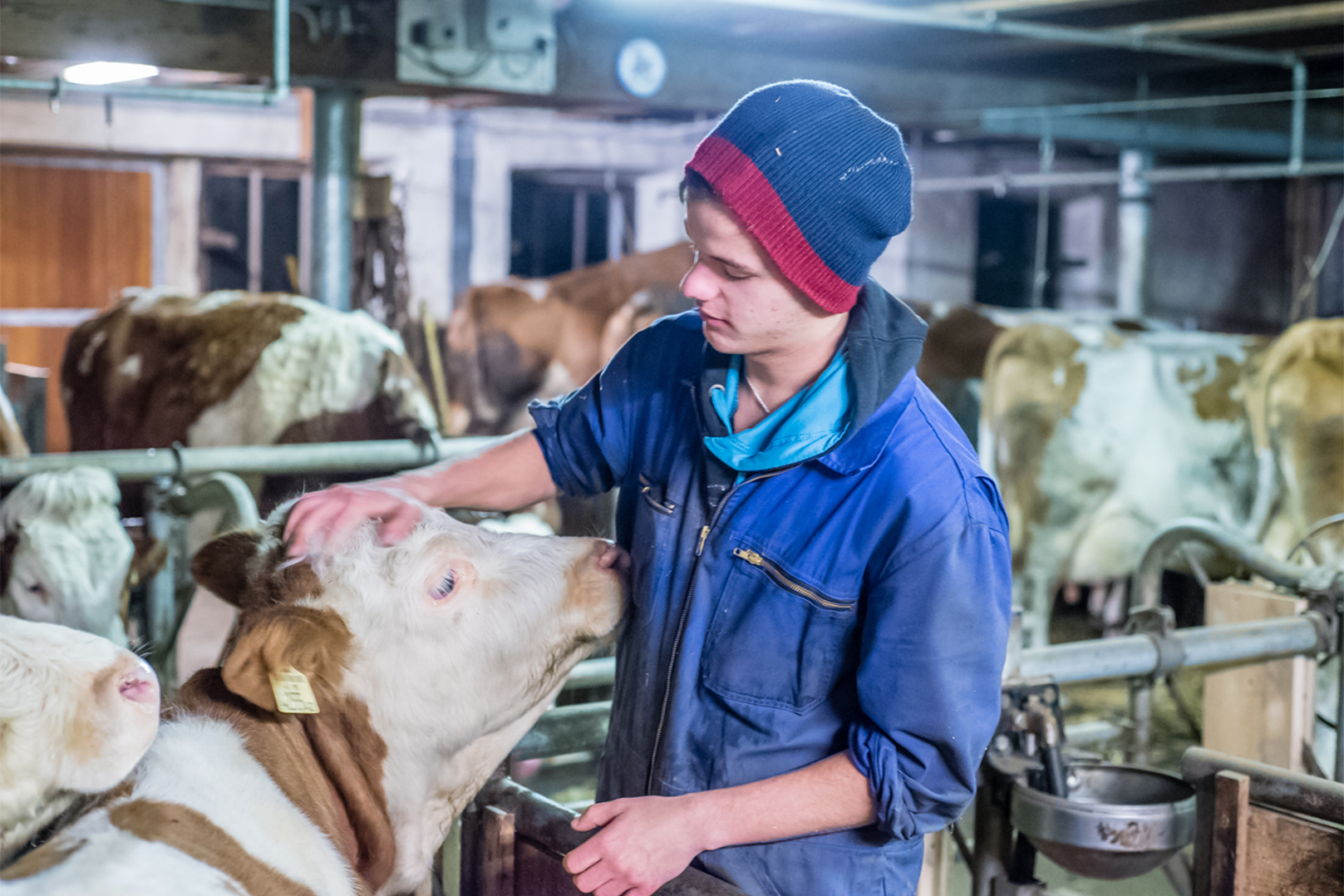 Bauer im Stall bei Kühen